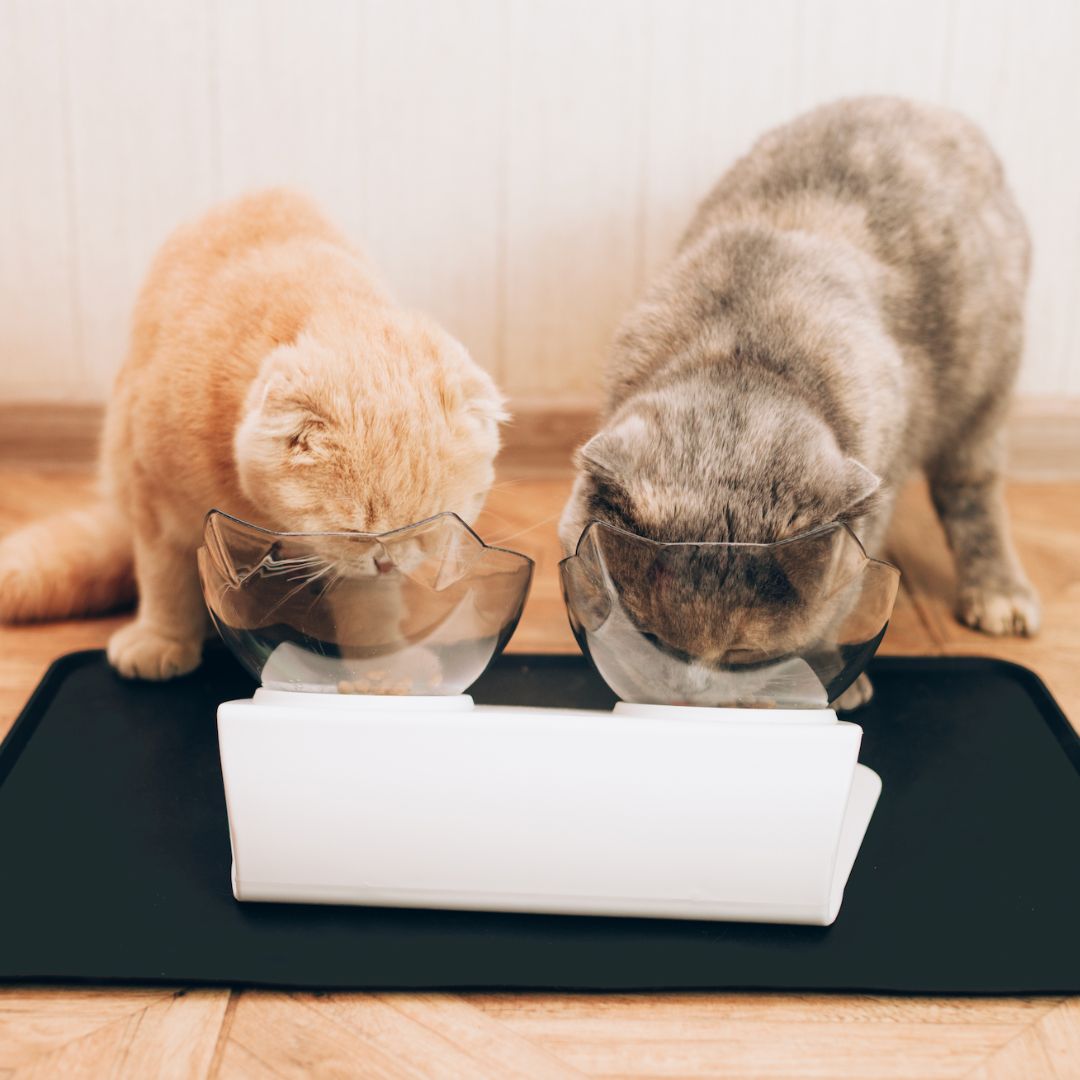 PurrBowl - Orthopedic Feeder (50% OFF)
